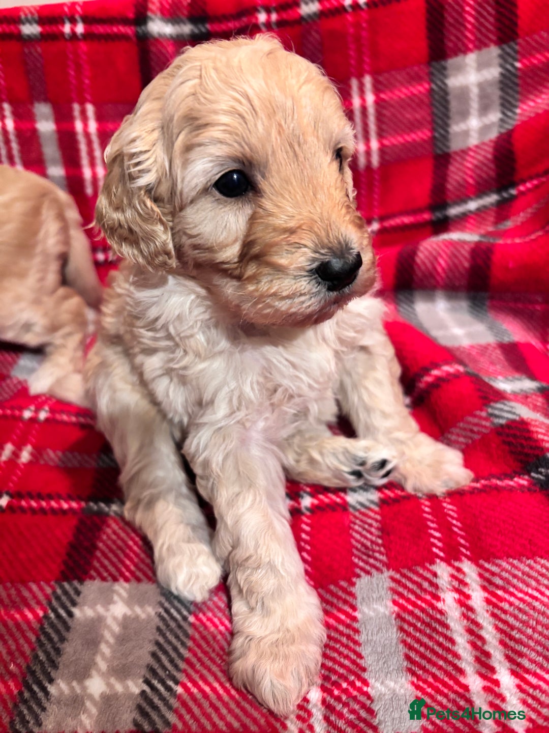Bordoodle dogs for sale: Beautiful Bordoodle Puppies  - Advert 1