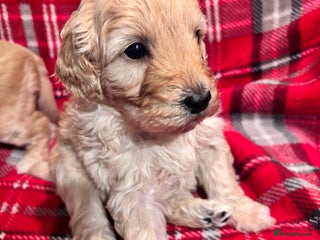 Bordoodle dogs Beautiful Bordoodle Puppies - Advert 2