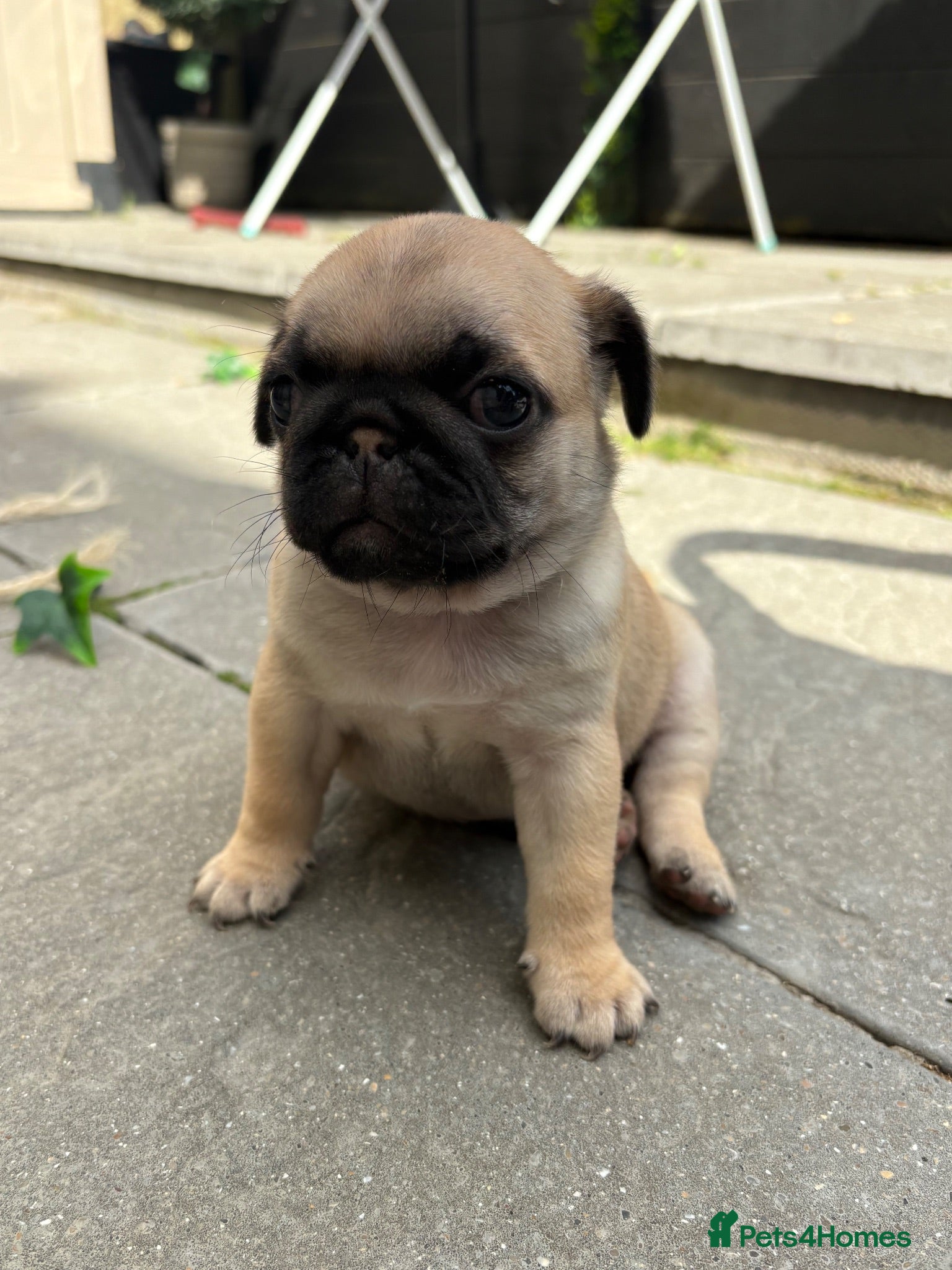 Pug dogs Kc registered pedigree pug puppies  - Advert 6