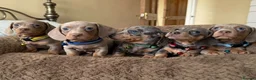 Miniature Dachshund dogs for sale: Miniature Dachshund Puppies Ready For Families - Advert 2