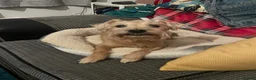 Mixed Breed dogs for sale: Looking for forever home - Advert 4