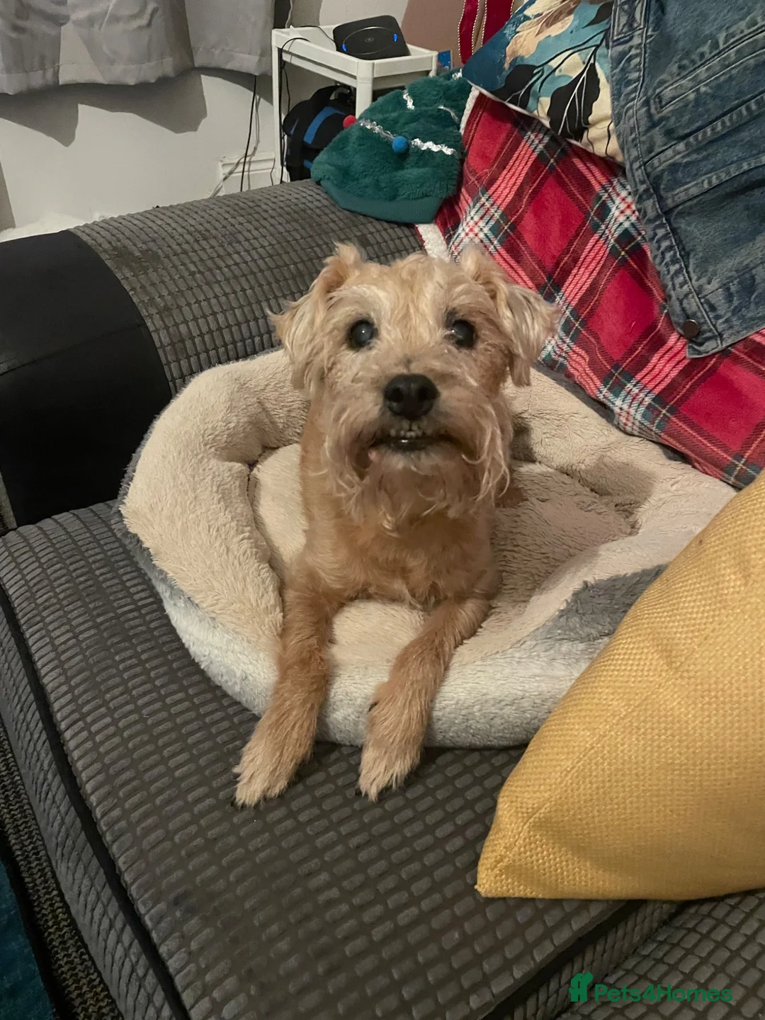 Mixed Breed dogs for sale: Looking for forever home - Advert 4