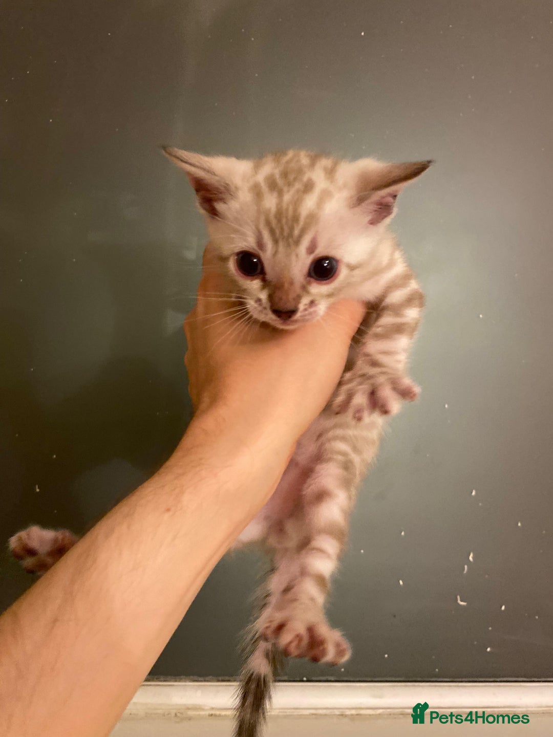 Bengal cats for sale: 🔥✨ Pedigree TICA-Registered Bengal Kittens - Image 21