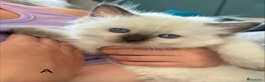 Ragdoll A