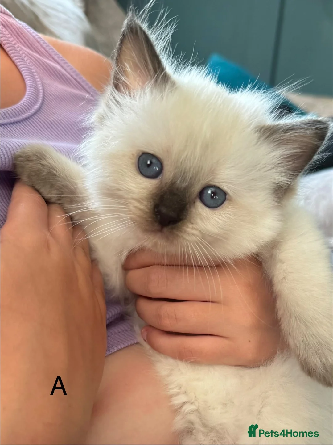 Ragdoll cats for sale: Classic & Mink Ragdoll Kittens - Advert 2