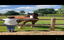 Welsh Section D horses for sale: Urgent sale - Image 5