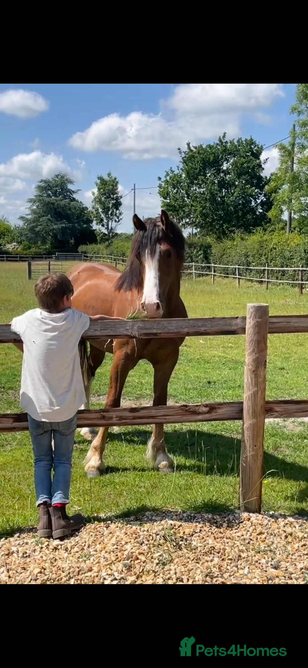 Welsh Section D horses for sale: Urgent sale - Image 5