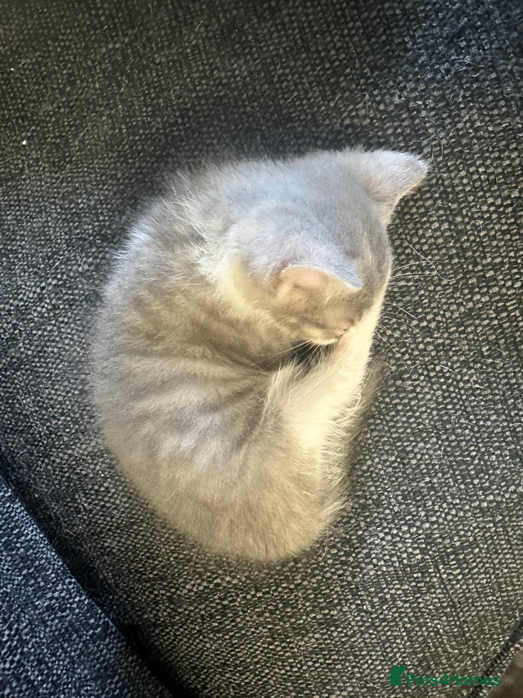 Mixed Breed cats for sale: 5 beautiful mixed breed kittens!! - Image 3