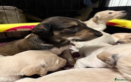 Saluki dogs for sale: Beautiful Saluki (new updated photos)  - Image 4