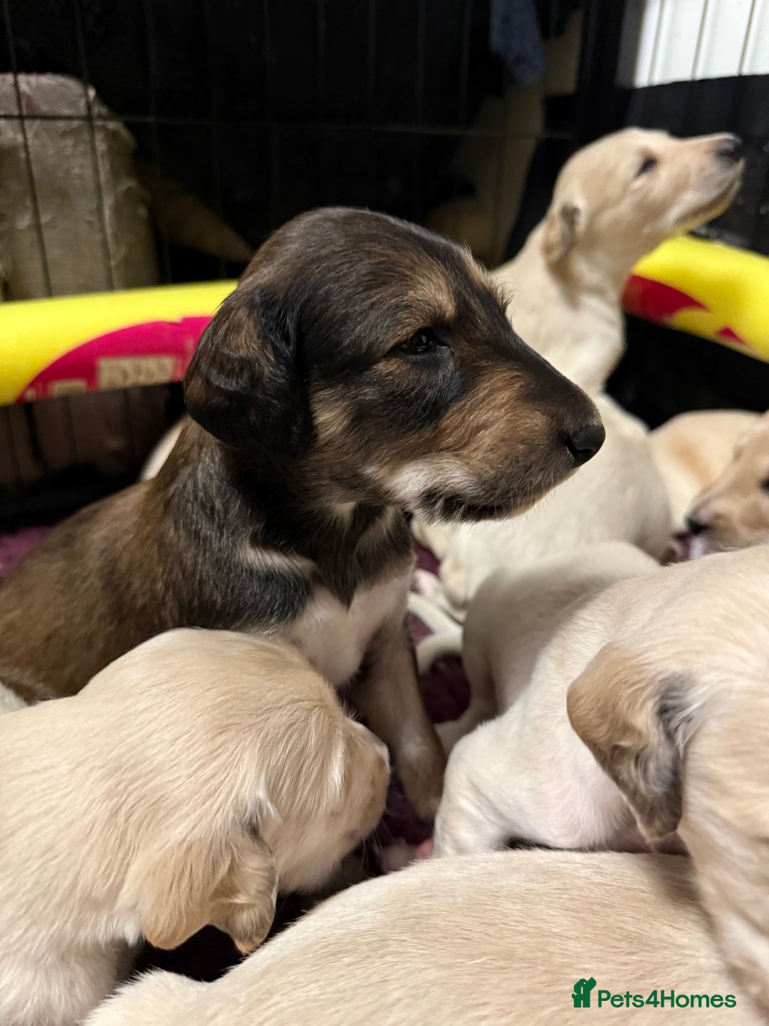Saluki dogs for sale: Beautiful Saluki (new updated photos)  - Image 4