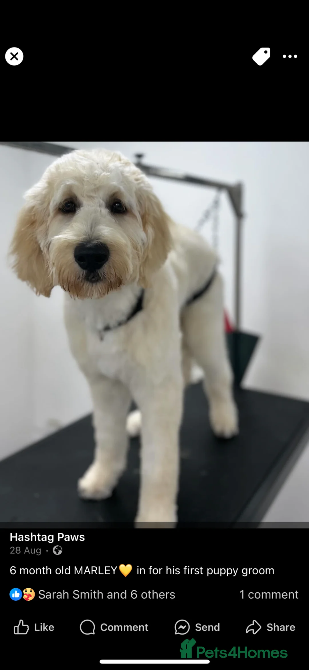 Goldendoodle dogs for stud: Marley available for stud  - Advert 15