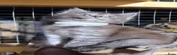 Maine Coon cats for sale: Half Maincoon Kittens  - Advert 17