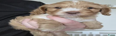 Cockapoo Puppy 2