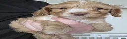Cockapoo dogs for sale: Stunning cockapoo puppies  - Advert 2