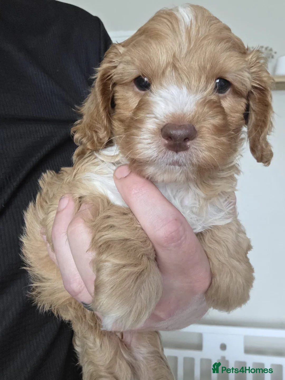 Cockapoo dogs for sale: Stunning cockapoo puppies  - Advert 2