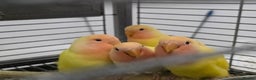 Lovebirds birds for sale: Beautiful tame, hand-reared baby peachface - Advert 4