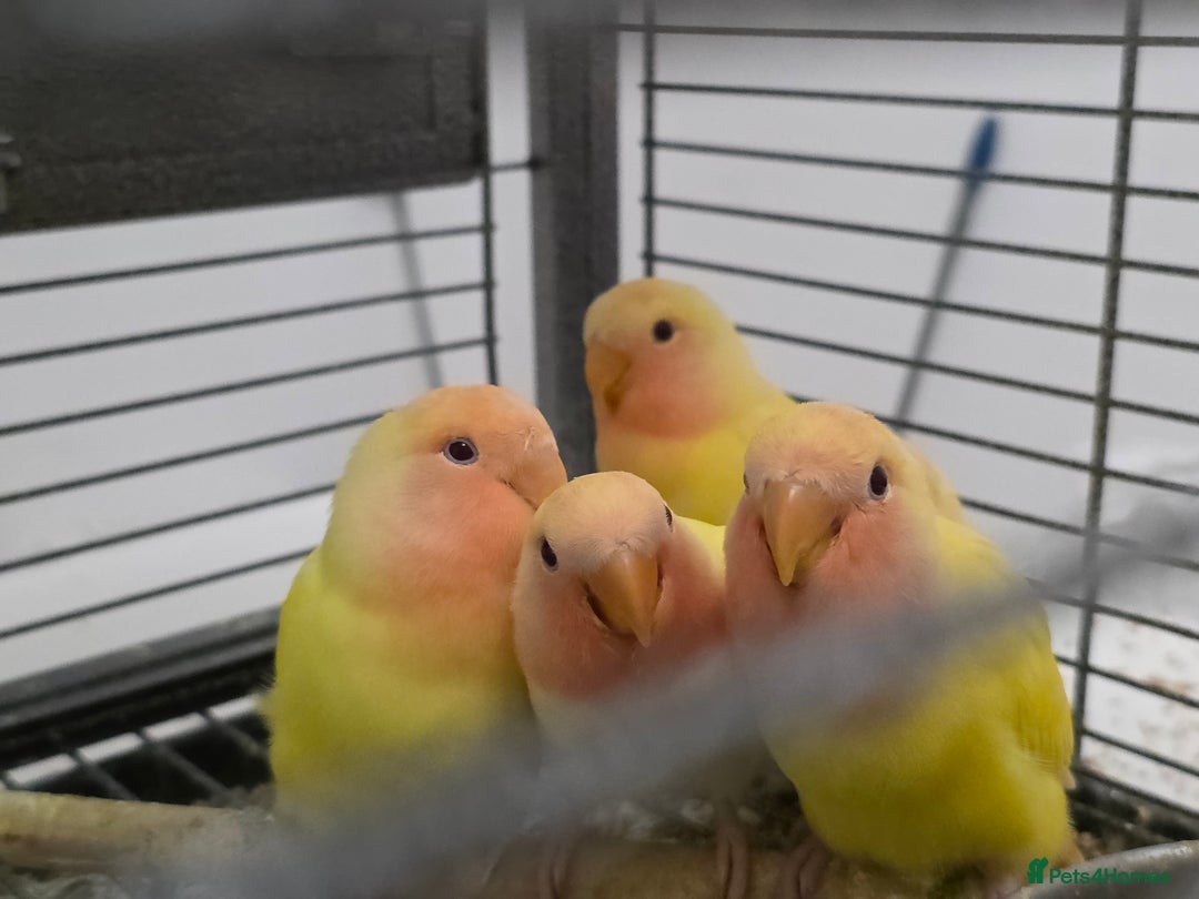 Lovebirds birds for sale: Beautiful tame, hand-reared baby peachface - Advert 4