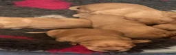 Cockerdor dogs for sale: 6 BEAUTIFUL COCKERDORS- ONLY 2 BOYS LEFT - Advert 2