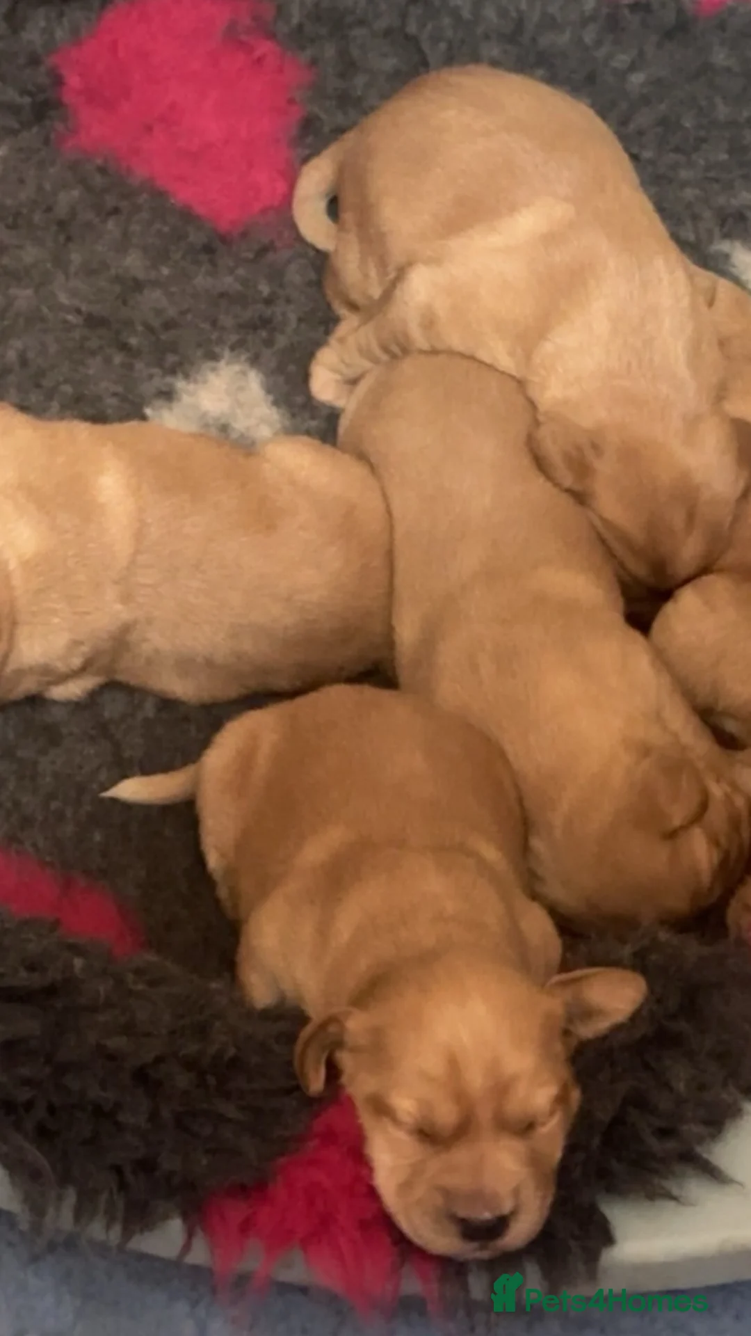 Cockerdor dogs for sale: 6 BEAUTIFUL COCKERDORS- ONLY 2 BOYS LEFT - Advert 2