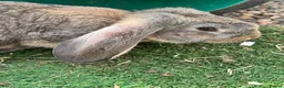 Continental Giant rabbits for sale: Giant conti with giant french lop - Advert 12