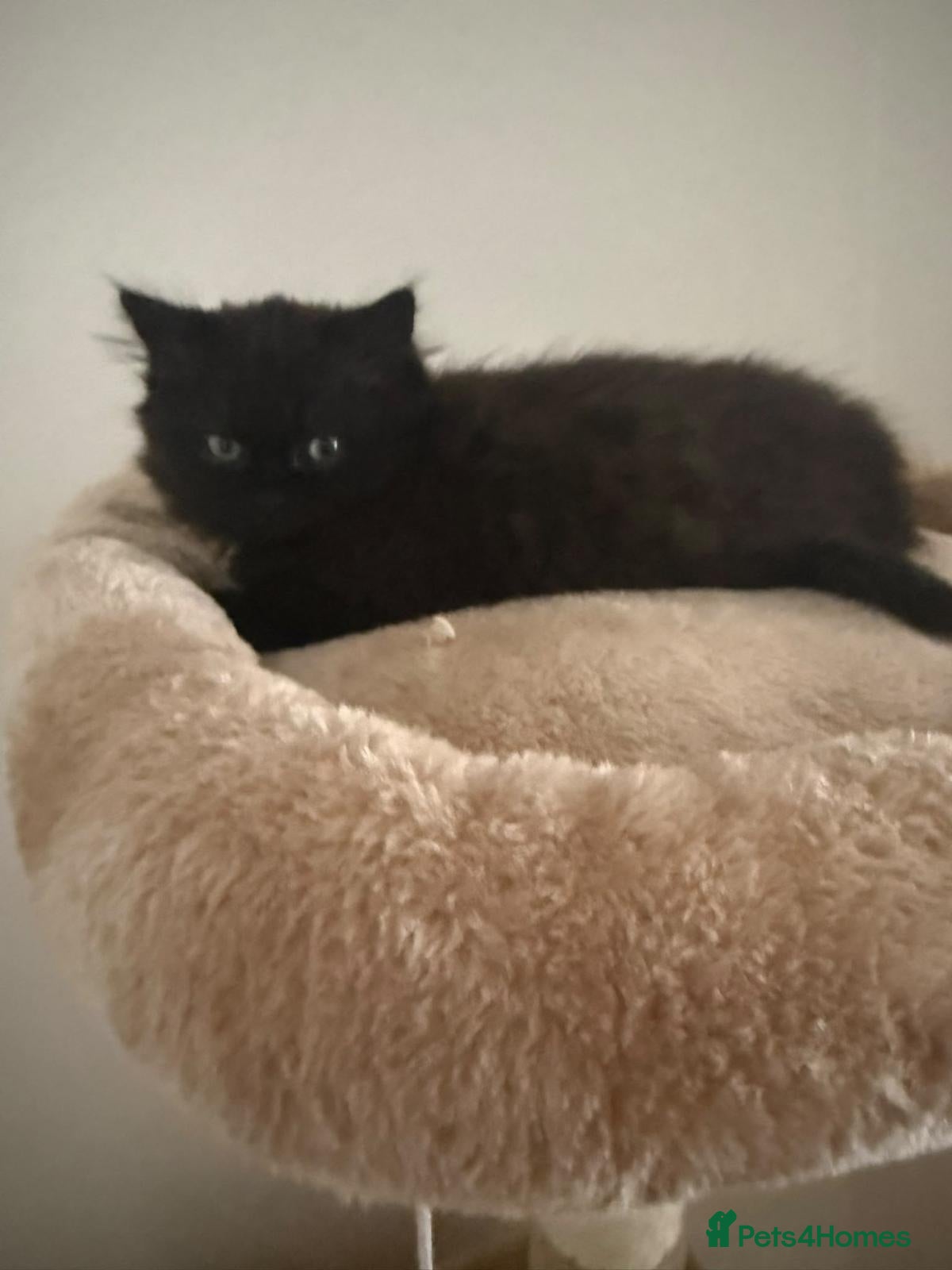 Persian cats Beautiful Persian Chinchilla Kittens – Ready Now - Advert 4