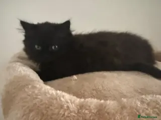 Persian cats Beautiful Persian Chinchilla Kittens – Ready Now - Advert 4