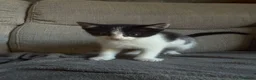 Mixed Breed cats for sale: 4 beautiful kittens born on mothers day in Basingstoke - Advert 2