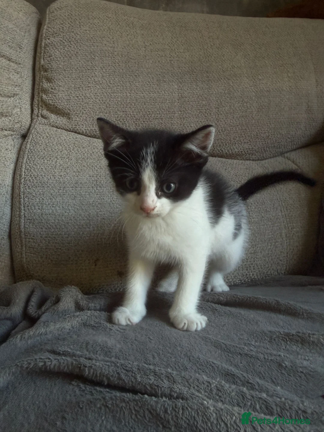 Mixed Breed cats for sale: 4 beautiful kittens born on mothers day in Basingstoke - Advert 2