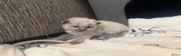 Ragdoll cats for sale: 🐾Last 2 Male Ragdolls 🐾 - Advert 18