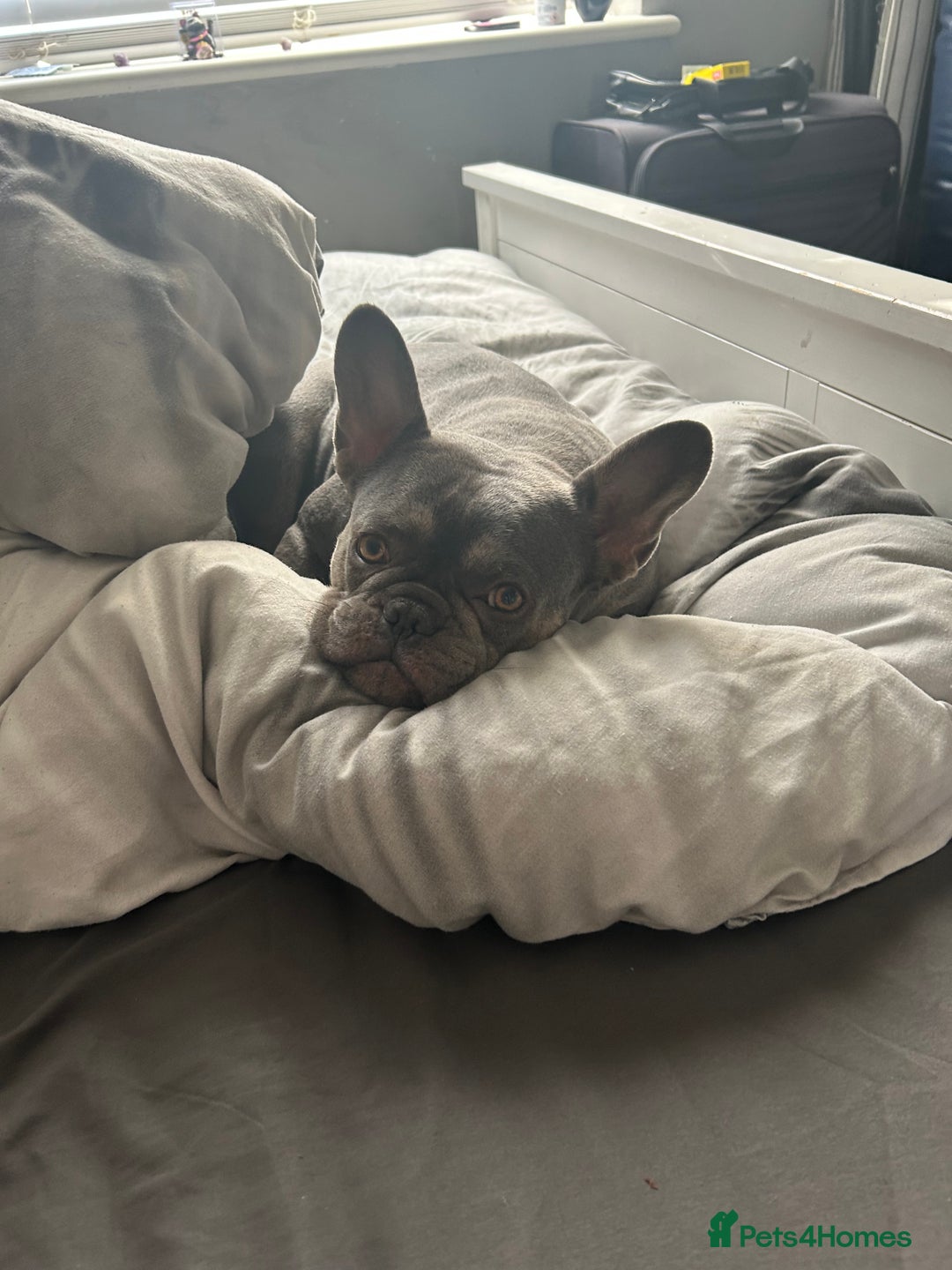 French Bulldog dogs for sale: Female blue Frenchbulldog - Advert 4