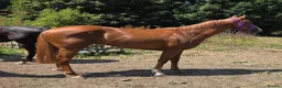 English Thoroughbred horses for sale: Two lovely thoroughbred Youngsters  - Advert 6
