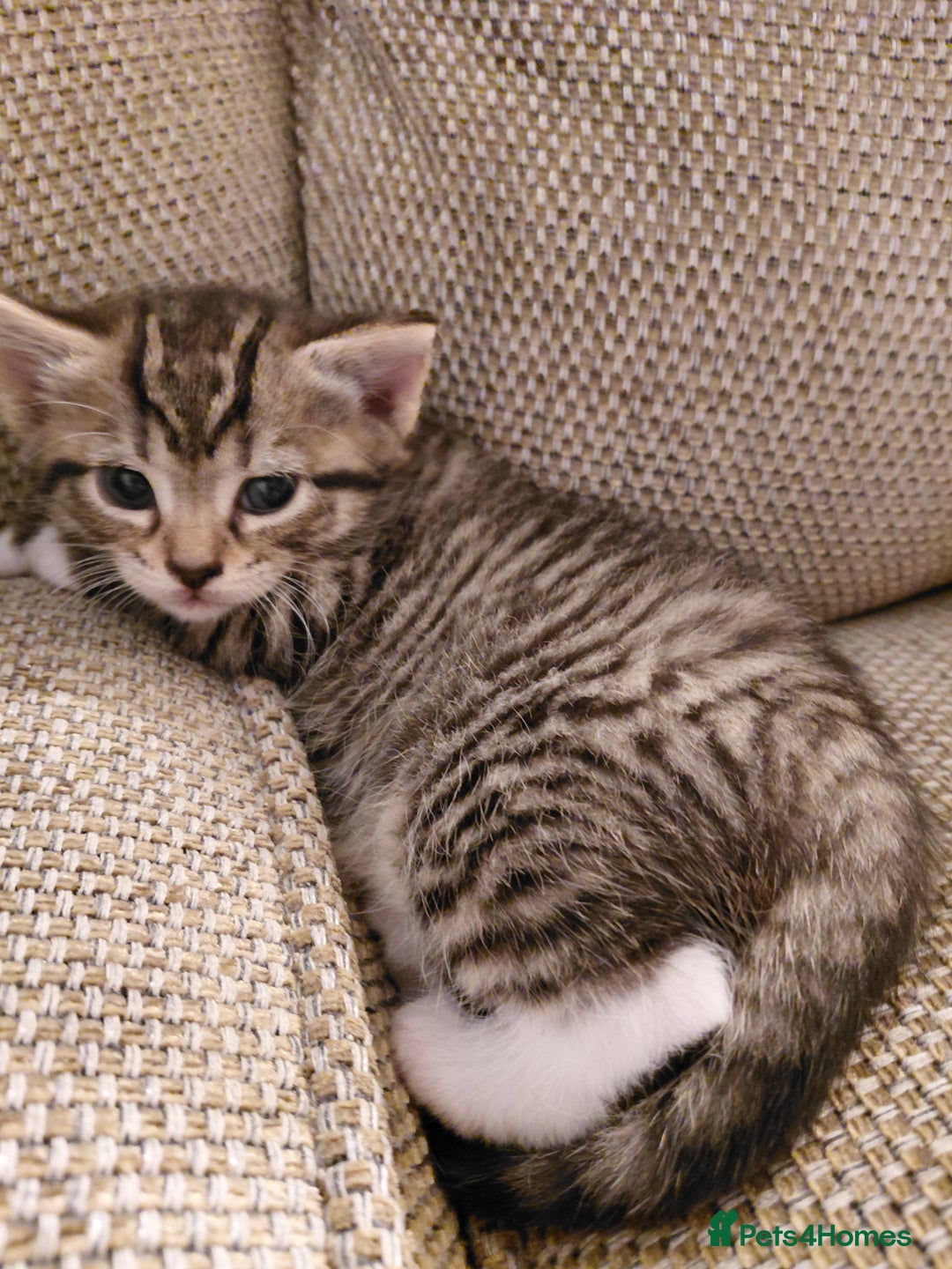 Maine Coon cats for sale: Half Maine Coon - Advert 13