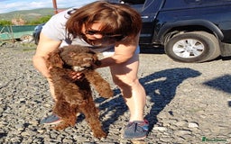 Lagotto Romagnolo dogs for adoption: DOMINO, a superb Lagotto Boy - for a Loving Home in Nottingham - Image 2