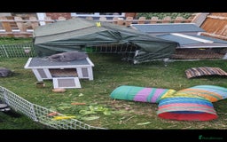 Mini Lop rabbits for sale: *RESERVED* URGENT - 2 Girls & ENTIRE set up - Image 4
