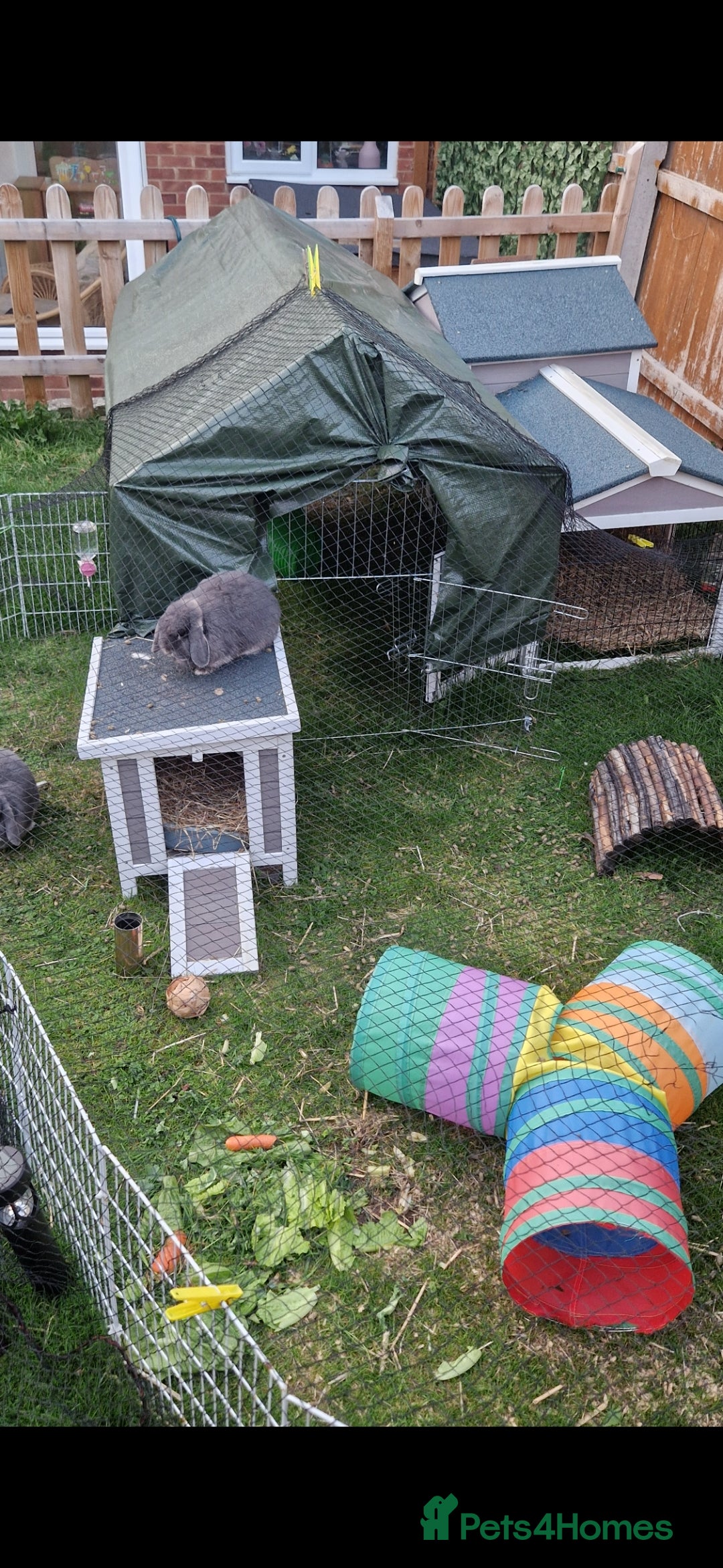 Mini Lop rabbits for sale: *RESERVED* URGENT - 2 Girls & ENTIRE set up - Image 4