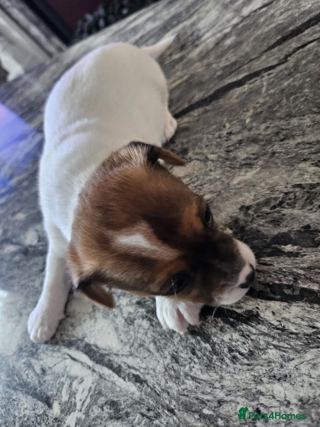 Jack Russell dogs for sale: Full pedigree jack russle pups  - Advert 3