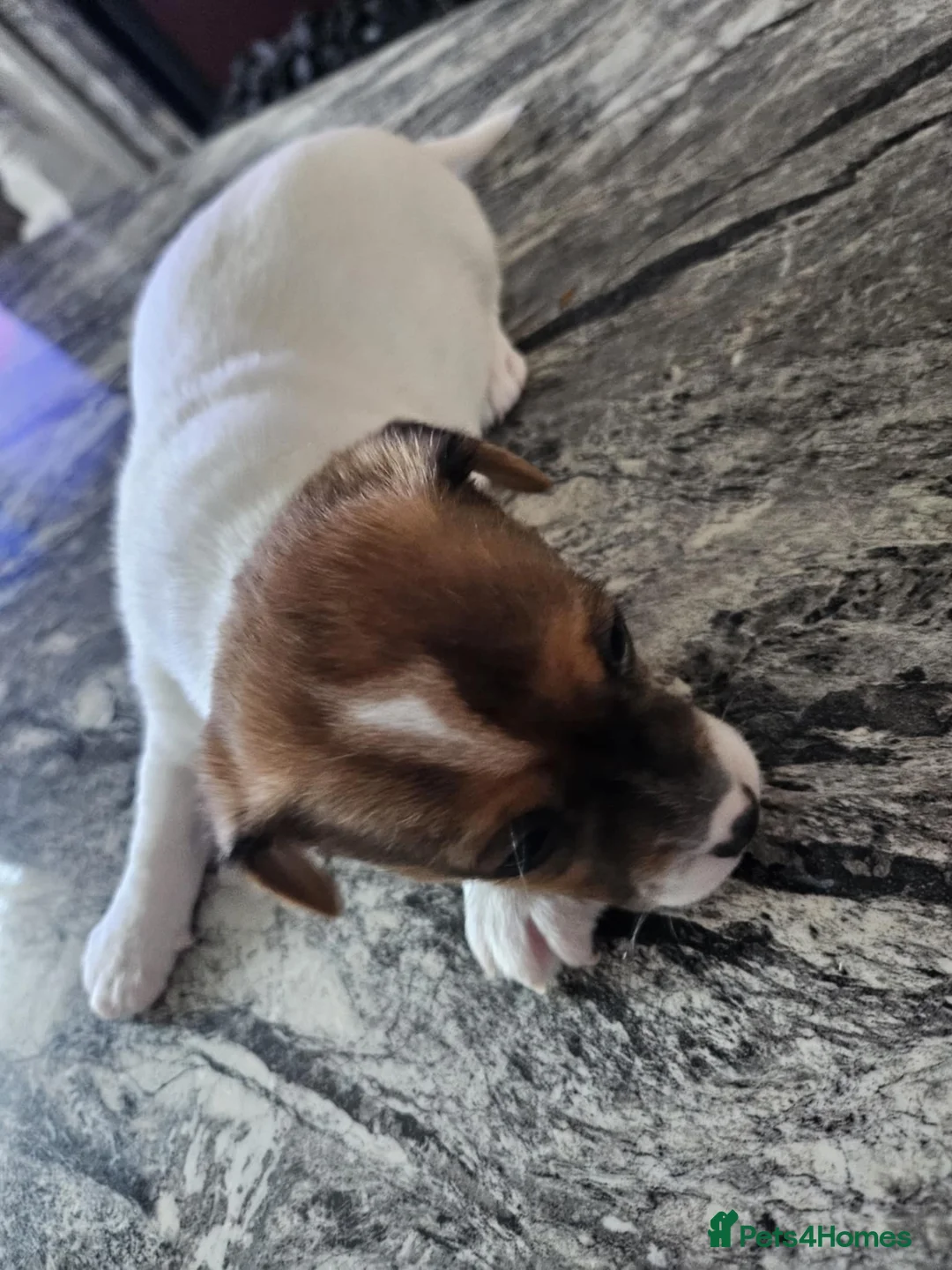 Jack Russell dogs for sale: Full pedigree jack russle pups  - Advert 3