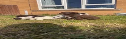 Sprocker dogs for sale: Lovely Sprocker Puppies  - Advert 5