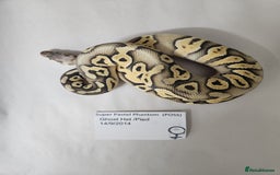 Python Snake reptiles for sale: Royal/Ball Pythons for sale - Image 1