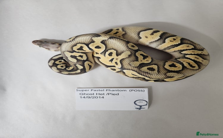 Python Snake reptiles - Advert 1