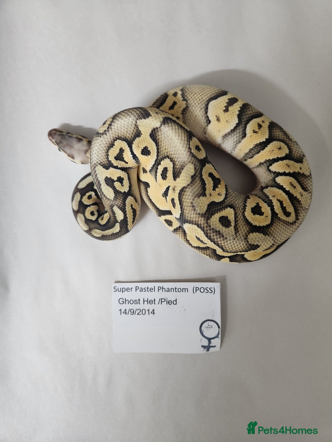 Python Snake reptiles for sale: Royal/Ball Pythons for sale - Image 1