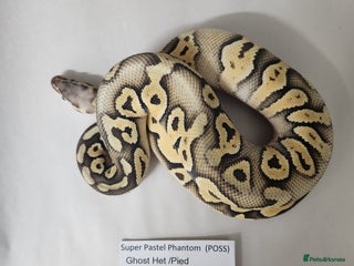 Python Snake reptiles - Advert 32