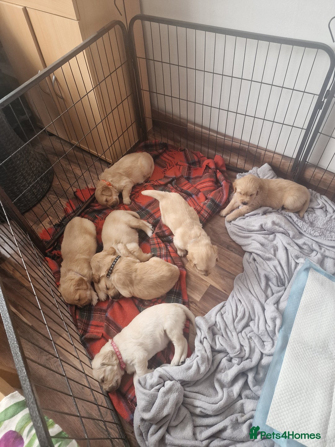 Golden Retriever dogs for sale: 🦮 two beautiful boys available  ❤️❤️ in Aberystwyth - Image 22