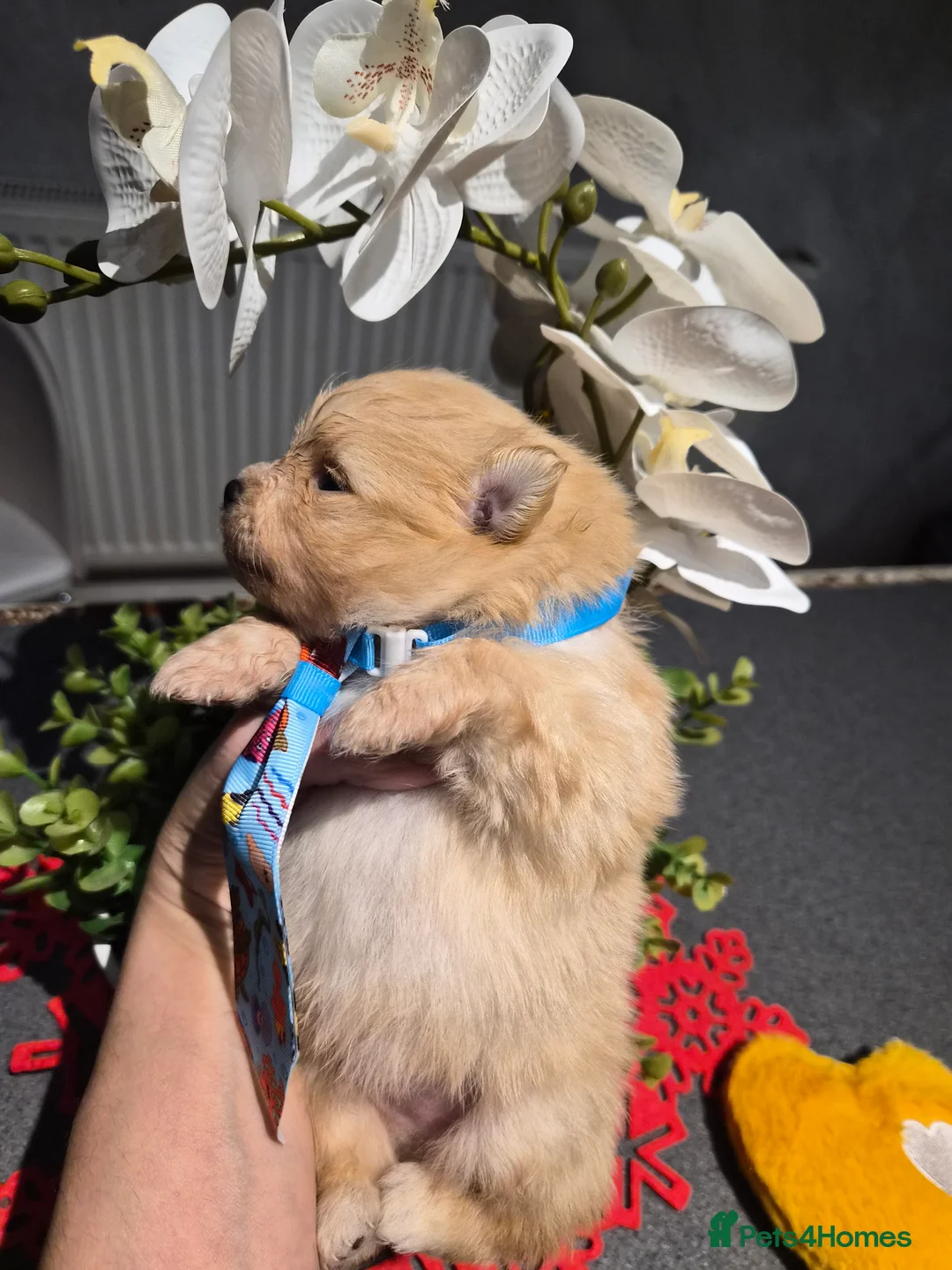 Pomeranian dogs for sale: 💝High Quality Korea/ Russia Babies💝 - Advert 6