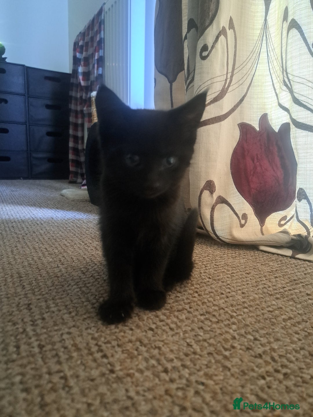 British Shorthair cats for sale: 8 week old Black kitten £30 - Image 5