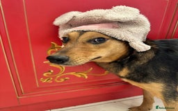 Mixed Breed dogs for adoption: ❤️🐶 RAPUNZEL – 1 year old gentle model❤️🐶  - Advert 4