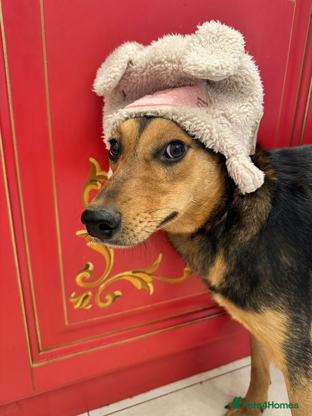 Mixed Breed dogs for adoption: ❤️🐶 RAPUNZEL – 1 year old gentle model❤️🐶  - Advert 4