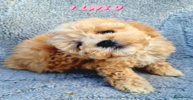 Maltipoo dogs - Advert 1