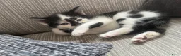 Mixed Breed cats for sale: Female kittens in Didcot - Advert 7