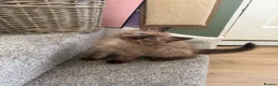 Ragdoll cats for sale: Tica Registered Mink Ragdolls - Advert 21